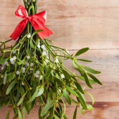 Visco de Natal: história, simbolismo e tradições