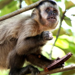 Macaco agressivo muda rotina e gera medo em comunidade do Rio