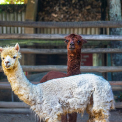 Alpacas 2