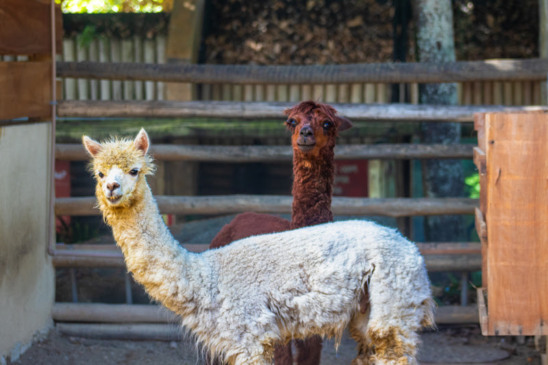 Alpacas 2