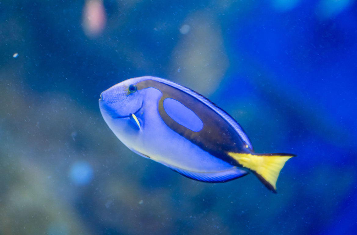 AquaRio promove Sessão Azul 1