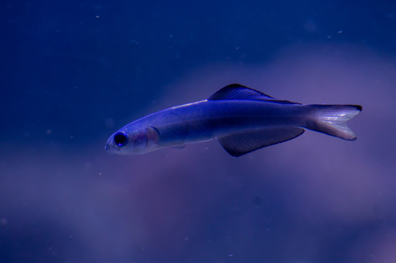 AquaRio promove Sessão Azul 2