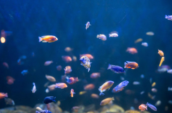 AquaRio promove Sess&atilde;o Azul