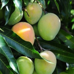 Árvore de manga com fruas nos galhos