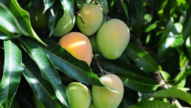 Árvore de manga com fruas nos galhos