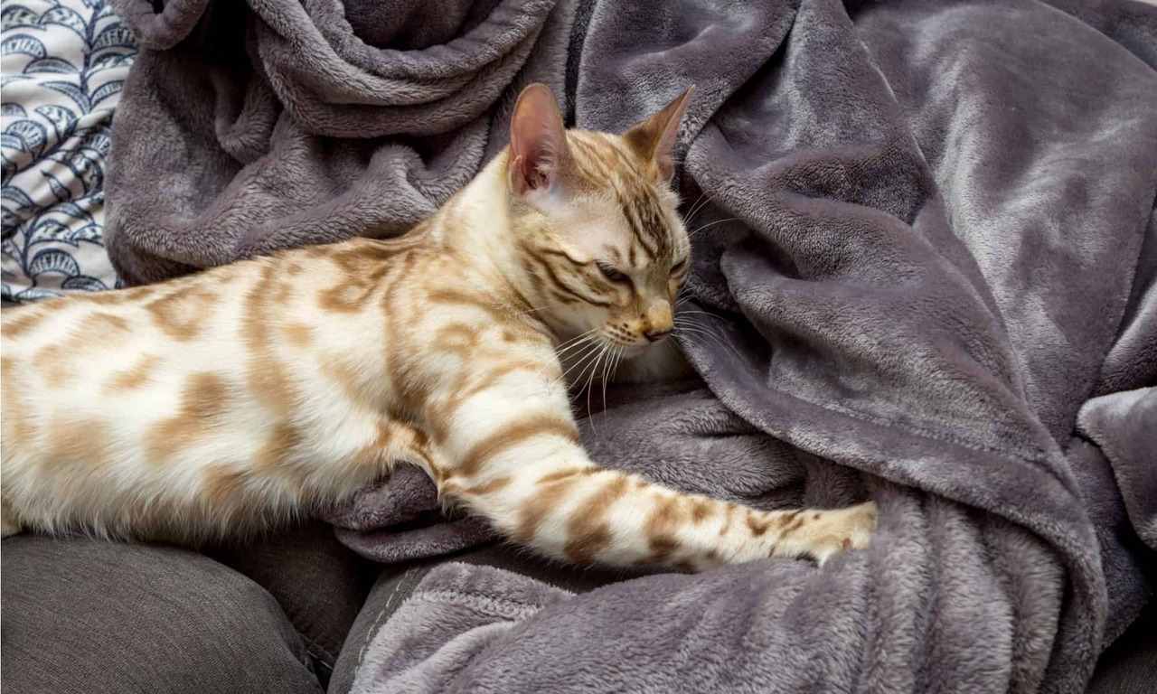 Por que gatos mordem cobertor e amassam p&atilde;ozinho em momentos de calma