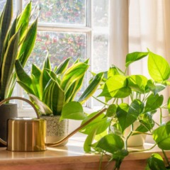 O uso de plantas é um complemento simples para melhorar o conforto ambiental.