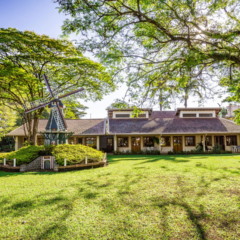 Holambra oferece do sabor do Stroopwafel à magia dos campos coloridos de flores // Créditos: depositphotos.com / paulobaqueta