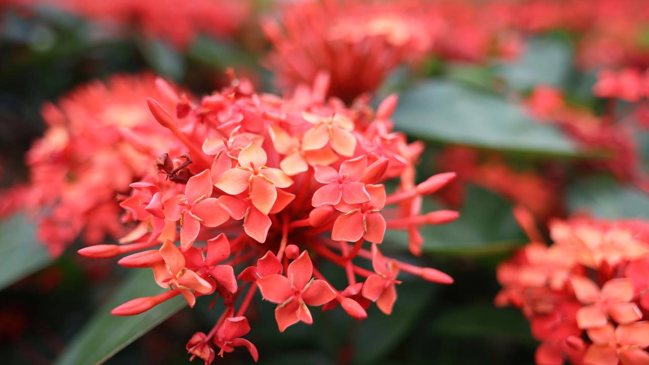 10 plantas ideais para canteiros estreitos que facilitam o paisagismo