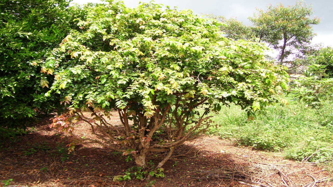 Jabuticabeira plantada em quintal