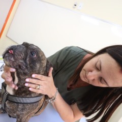 Serviços veterinários gratuitos