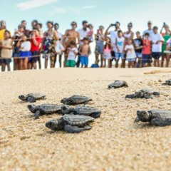 A reserva natural no RJ onde você pode ver a caminhada dos filhotes de tartarugas em direção ao mar
