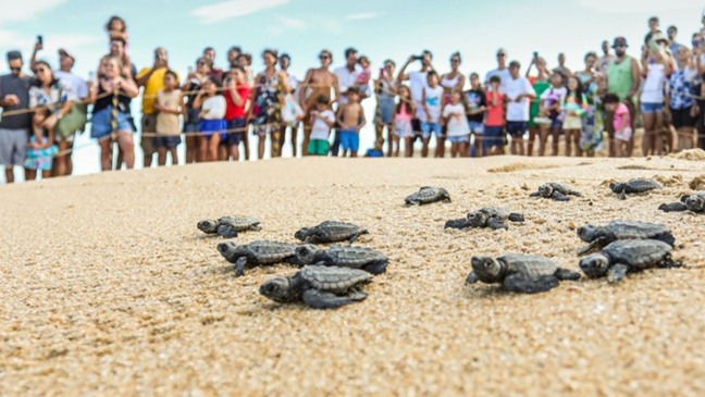 A reserva natural no RJ onde você pode ver a caminhada dos filhotes de tartarugas em direção ao mar