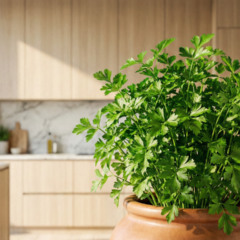 Vaso com salsinha plantada em casa