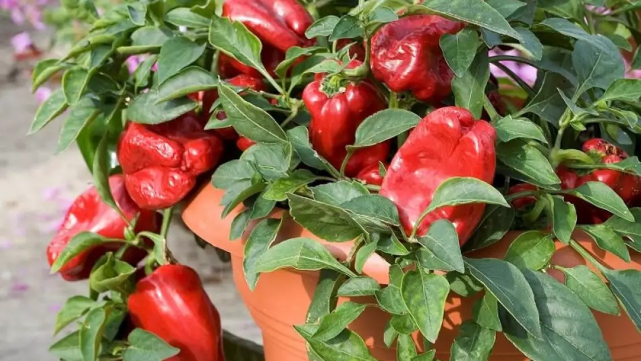 Aprenda como plantar piment&atilde;o em vasos com dicas de solo, rega e aduba&ccedil;&atilde;o