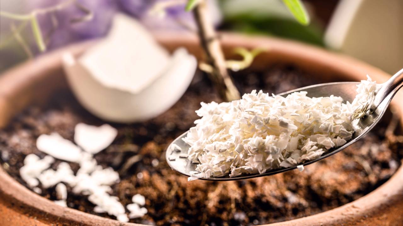 Casca de ovo triturada em peda&ccedil;os pequenos pronta para ser aplicada no vaso de morango.