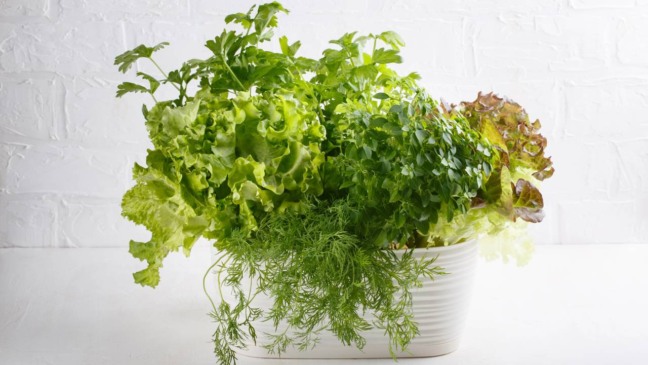 Alface plantada em vaso com folhas verdes crescendo em ambiente doméstico