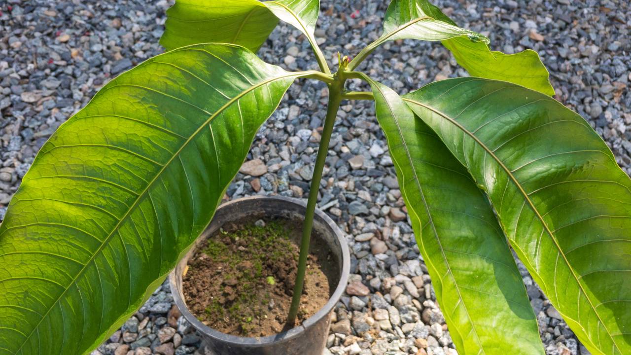 Pequena e ornamental, a mangueira an&atilde; transforma qualquer quintal em espa&ccedil;o encantador.