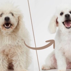 Banho e tosa do pet em casa: o preço pode te fazer querer mudar a rotina