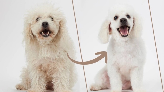 Banho e tosa do pet em casa: o preço pode te fazer querer mudar a rotina