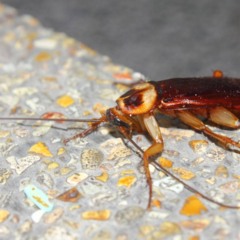 Créditos: depositphotos.com / bannerwega