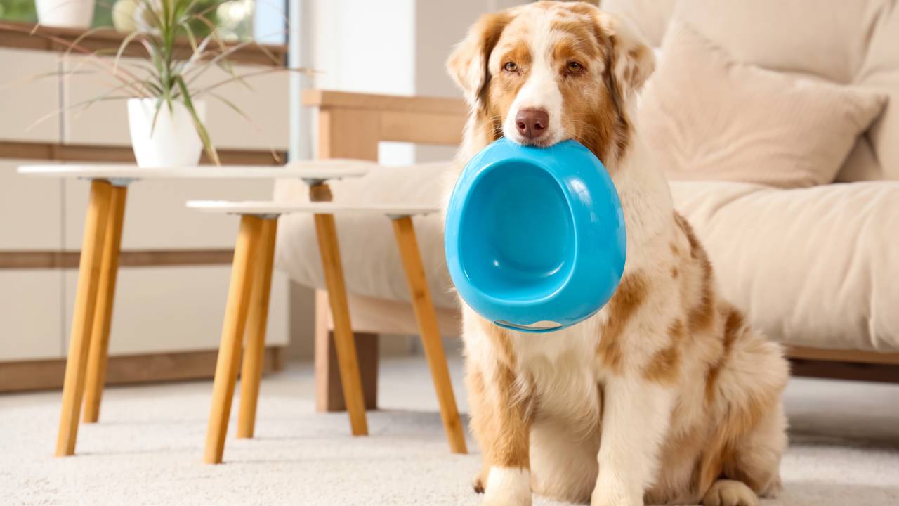 Saiba os custos para manter um cachorro de grande porte e prepare o bolso