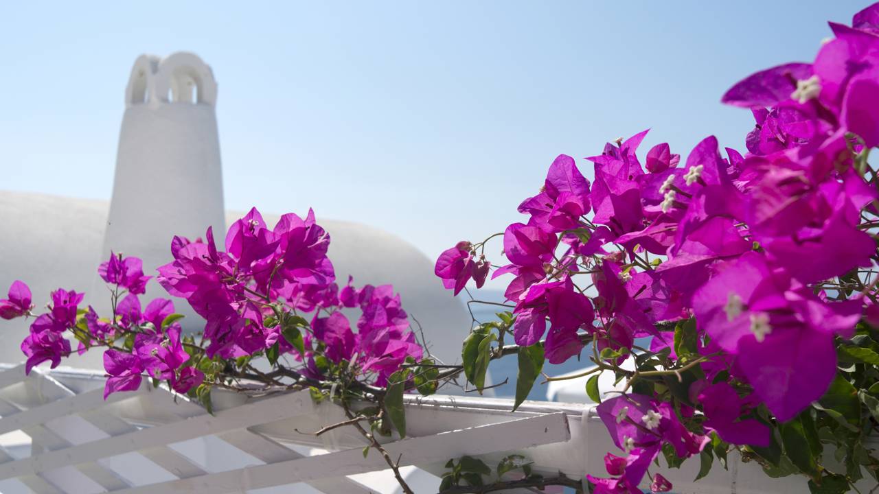 Primavera plantada em área com sol direto para estimular floração.