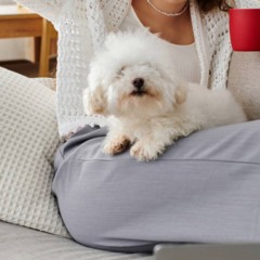 Seguir o tutor é, na maioria das vezes, sinal de vínculo e confiança.