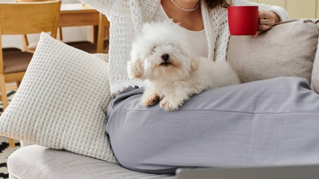 Seguir o tutor é, na maioria das vezes, sinal de vínculo e confiança.