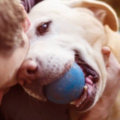 Cães e gatos aprendem a rotina e acompanham quem faz parte dela.