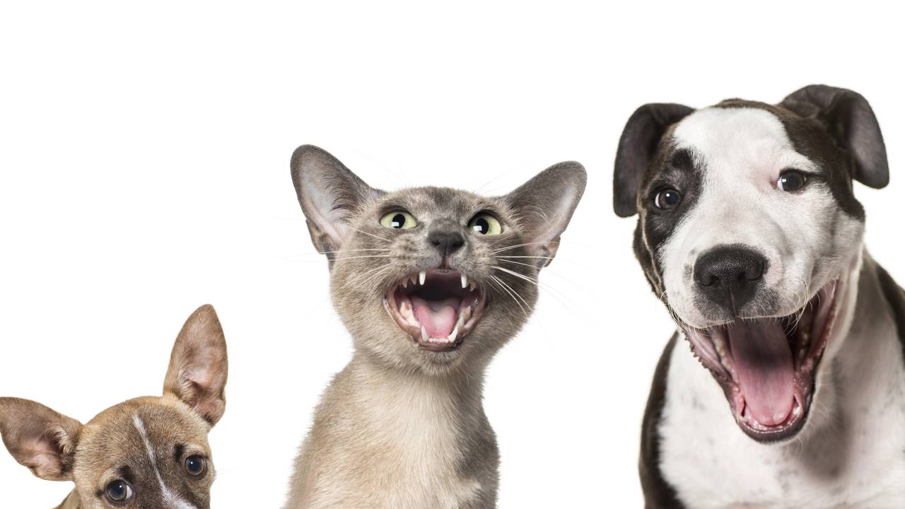 Pet vocalizando em casa vazia, representando sinais de estresse ao ficar sozinho.