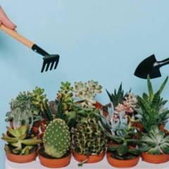 Conjunto de cactos em vasos, demonstrando espécies resistentes de baixa manutenção.