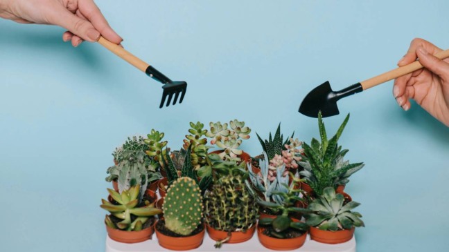Conjunto de cactos em vasos, demonstrando espécies resistentes de baixa manutenção.