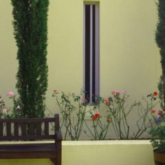 10 plantas ideais para canteiros estreitos que facilitam o paisagismo