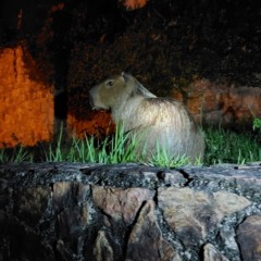 Divulgação/Prefeitura de Niterói