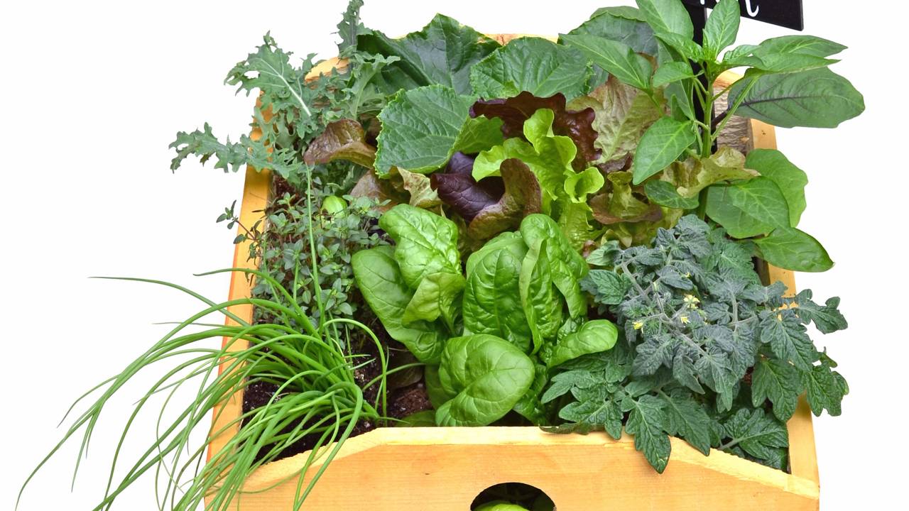 Hortaliças de folha plantadas em vasos em varanda de apartamento com luz natural.