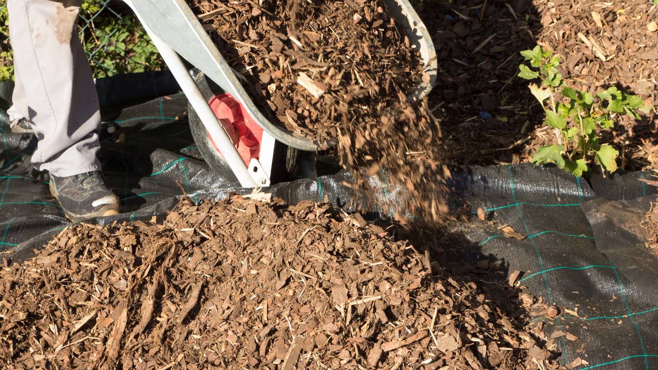 Cobertura de solo org&acirc;nica mant&eacute;m a umidade e protege as ra&iacute;zes das plantas.
