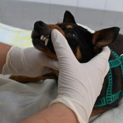 Foto: Bruno Eduardo Alves