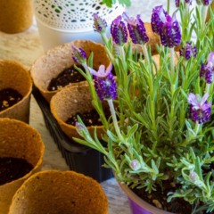 Lavanda plantada em vaso com flores roxas em local bem iluminado.