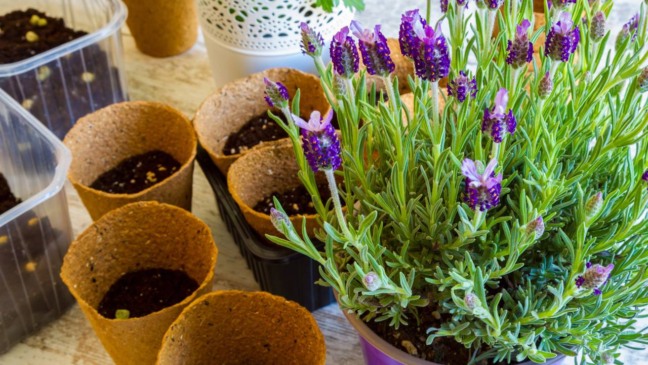 Lavanda plantada em vaso com flores roxas em local bem iluminado.
