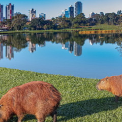 Curitiba une a beleza do Jardim Botânico ao clima mais frio das capitais do Brasil // Créditos: depositphotos.com / alfonsoperez