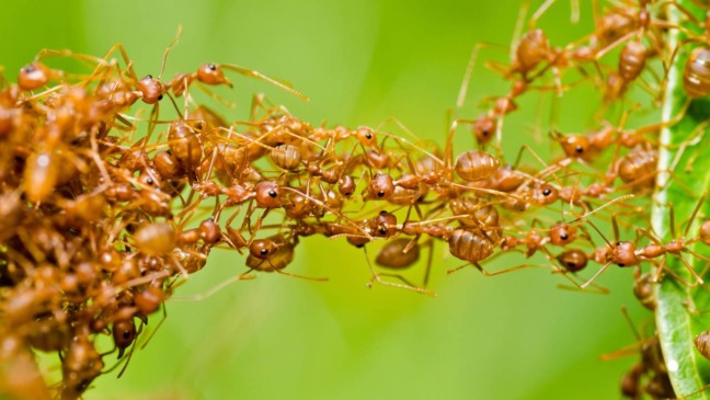 Formigas domésticas caminhando pelo chão da cozinha em busca de alimento.