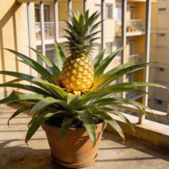 Poucos sabem: como ter uma árvore de abacaxi na varanda cheia de frutas doces