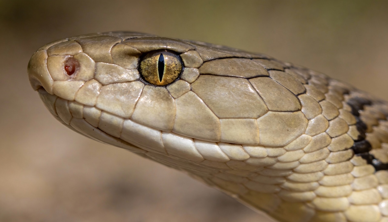 Bombeiros do Rio de Janeiro ensina como identificar uma cobra pe&ccedil;onhenta