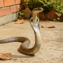 Bombeiros do Rio de Janeiro ensina como identificar uma cobra peçonhenta