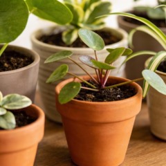 Plantas em vasos pequenos só crescem bem quando esse detalhe é respeitado