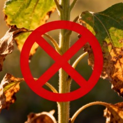 Como evitar risco de queimadura nas folhas no calor intenso do Rio de Janeiro