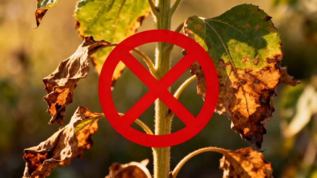 Como evitar risco de queimadura nas folhas no calor intenso do Rio de Janeiro