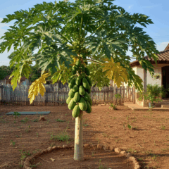 Como plantar mamão no Rio de Janeiro e colher frutos em várias épocas do ano