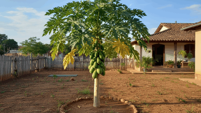 Como plantar mamão no Rio de Janeiro e colher frutos em várias épocas do ano